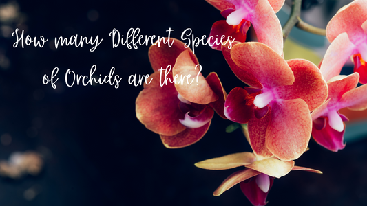 Exploring the Diverse World of Orchids: How Many Different Species Are There?