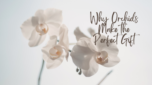 Orchids are timeless symbols of elegance and refinement, making them a gift choice that transcends trends and seasons.