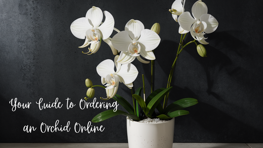 Your Guide to Ordering Orchids Online and Delivering to Your Doorstep