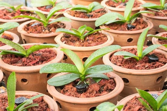 How to Repot Your Orchid