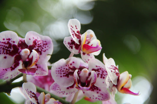 When to repot your Orchid