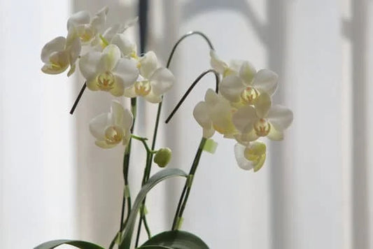 Tips for Getting Your Orchid to Rebloom – Orchids.ie Guide