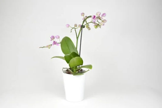 How to Water Your Orchid – A Complete Guide with Orchids.ie