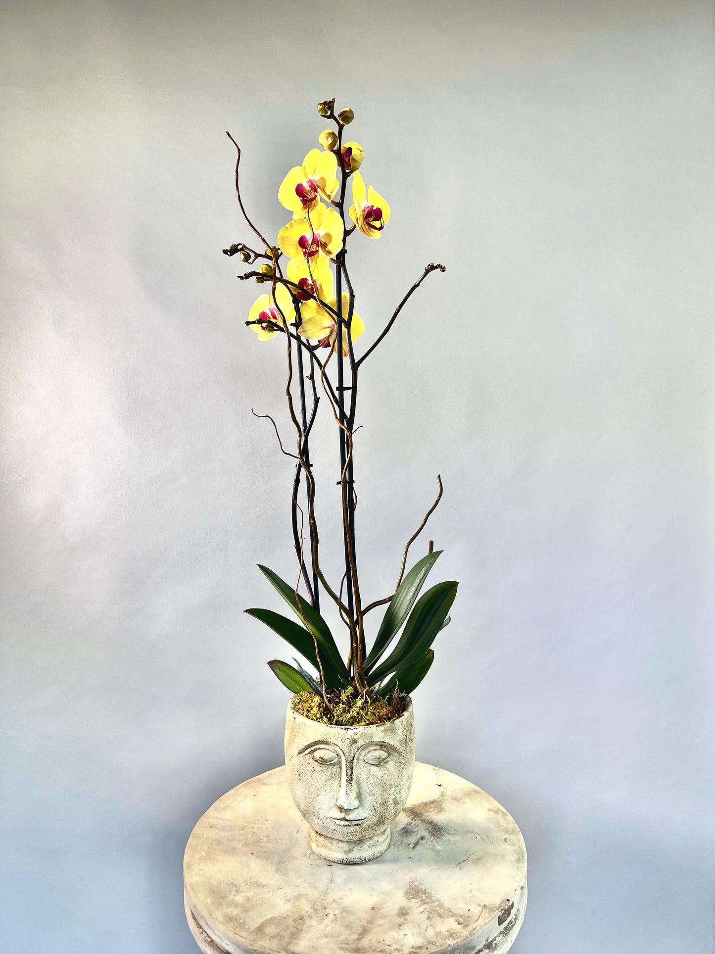 Dalila Orchid