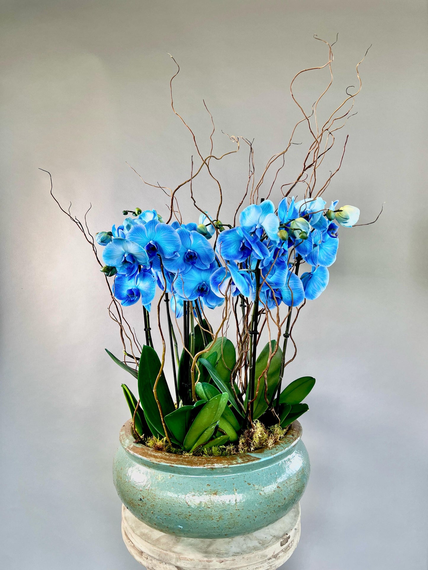 Midnight Bloom Orchid