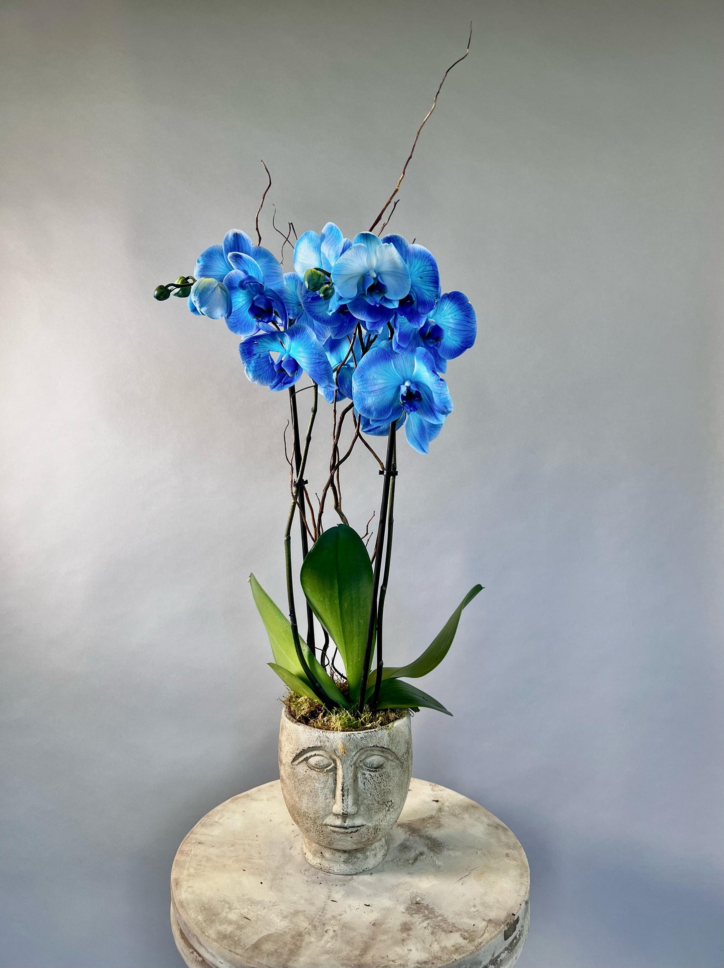 Blue Moon Orchid