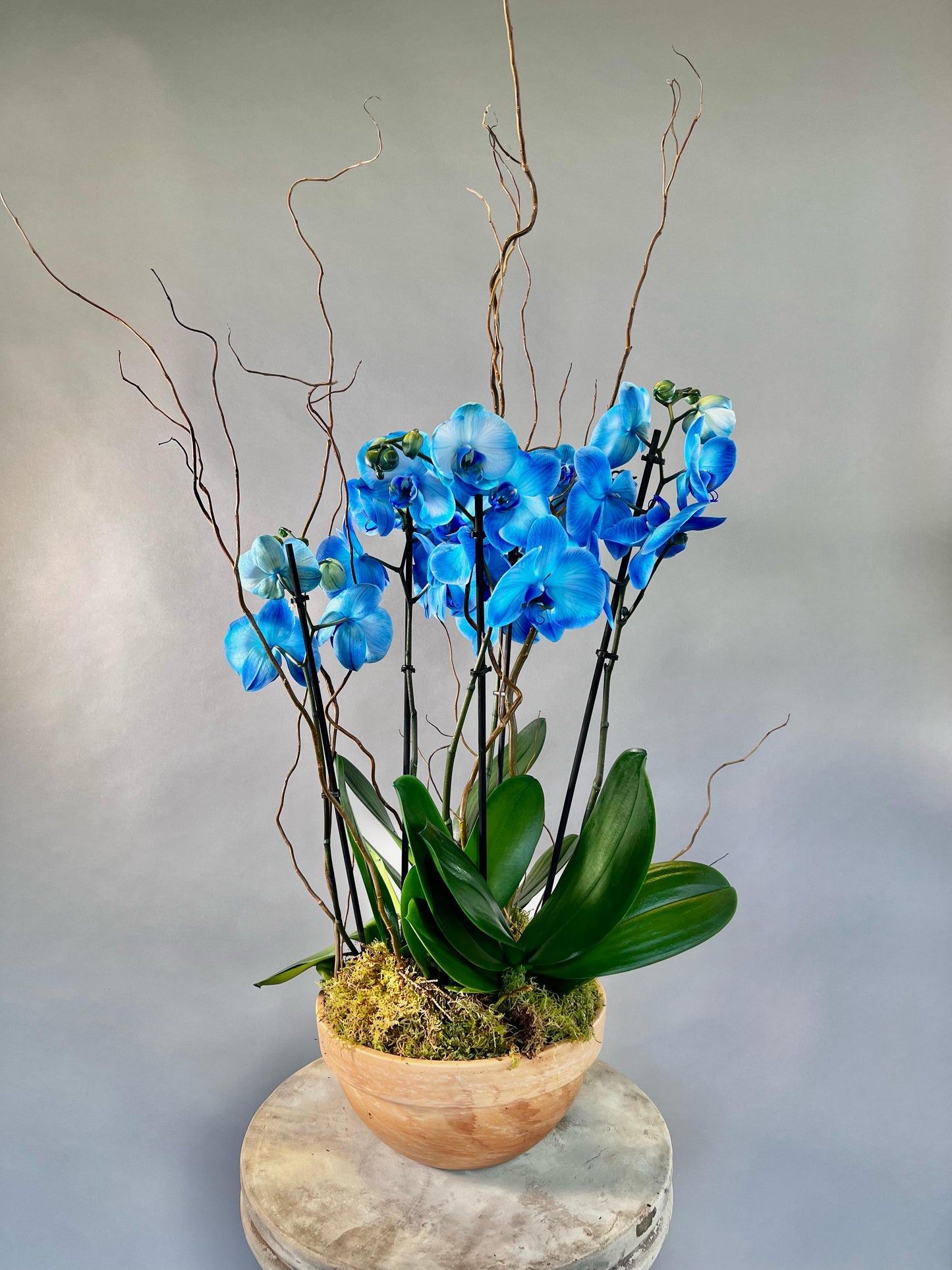 Luna Bleu Orchid