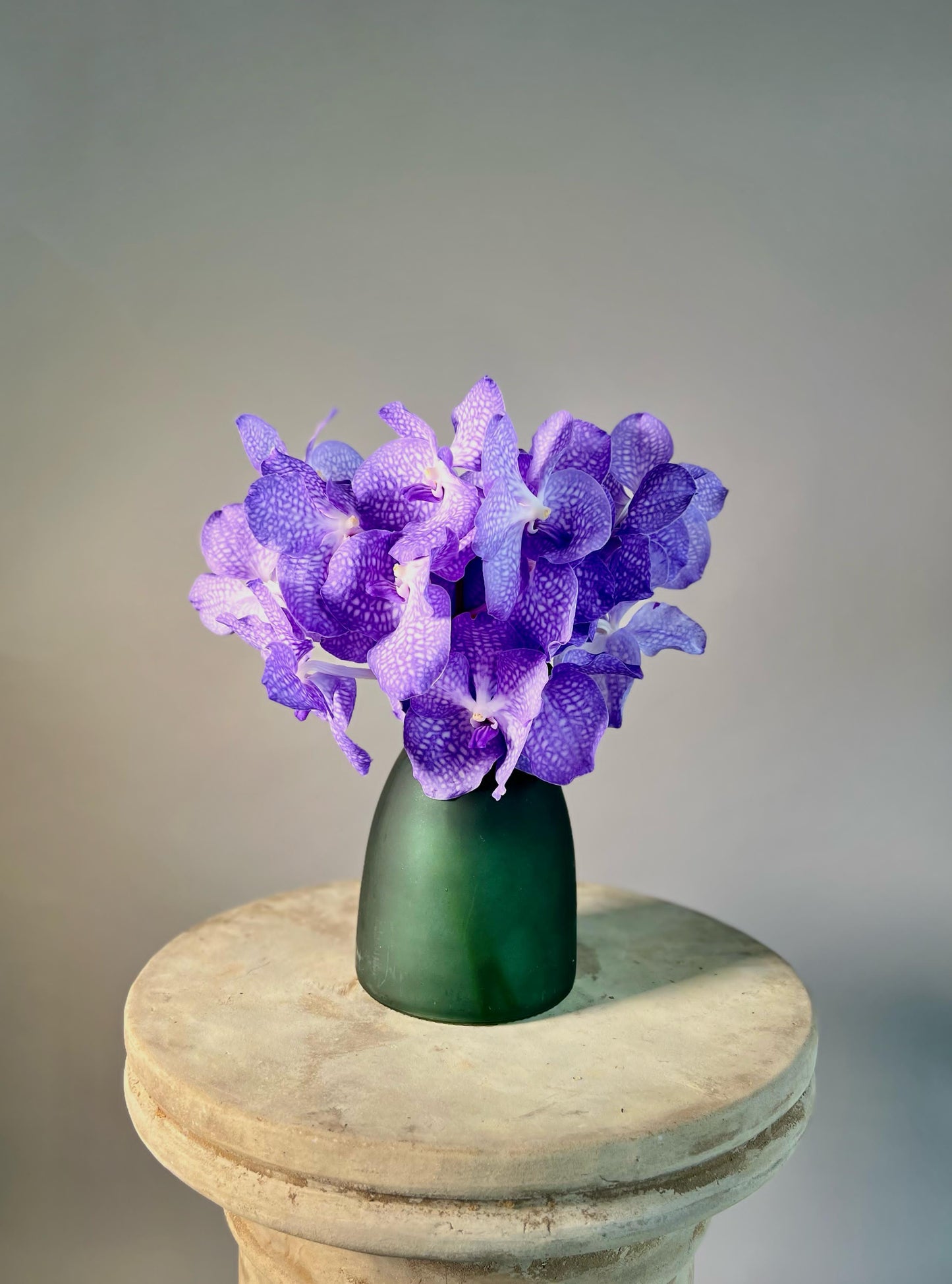 Majestic Vanda