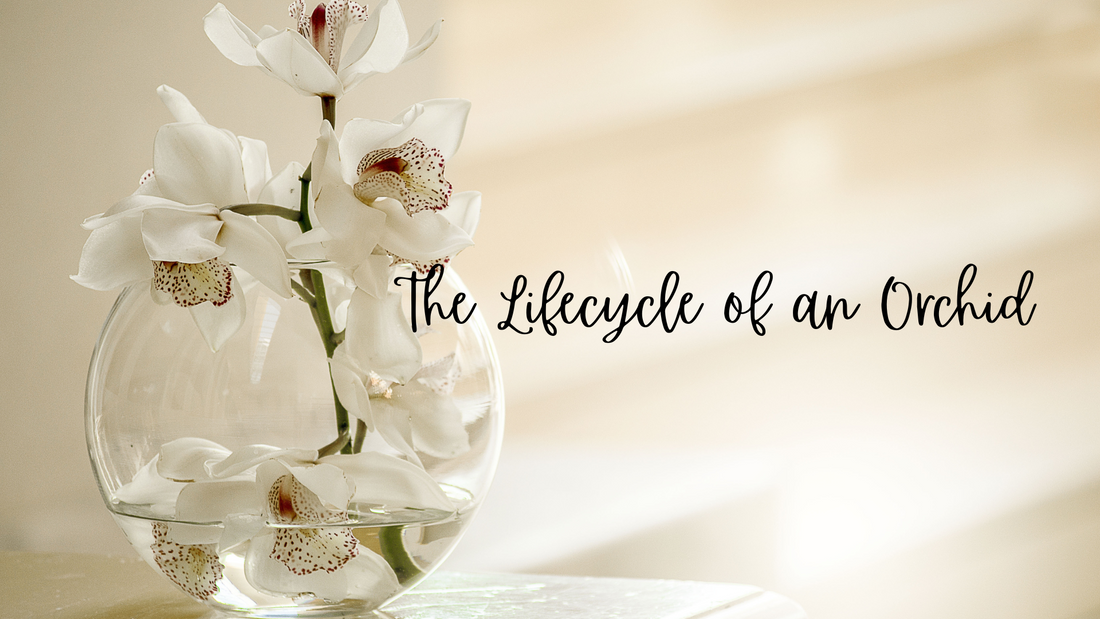 Unveiling the Lifecycle of Nature's Elegance