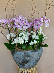 Deluxe Large Potted Orchid