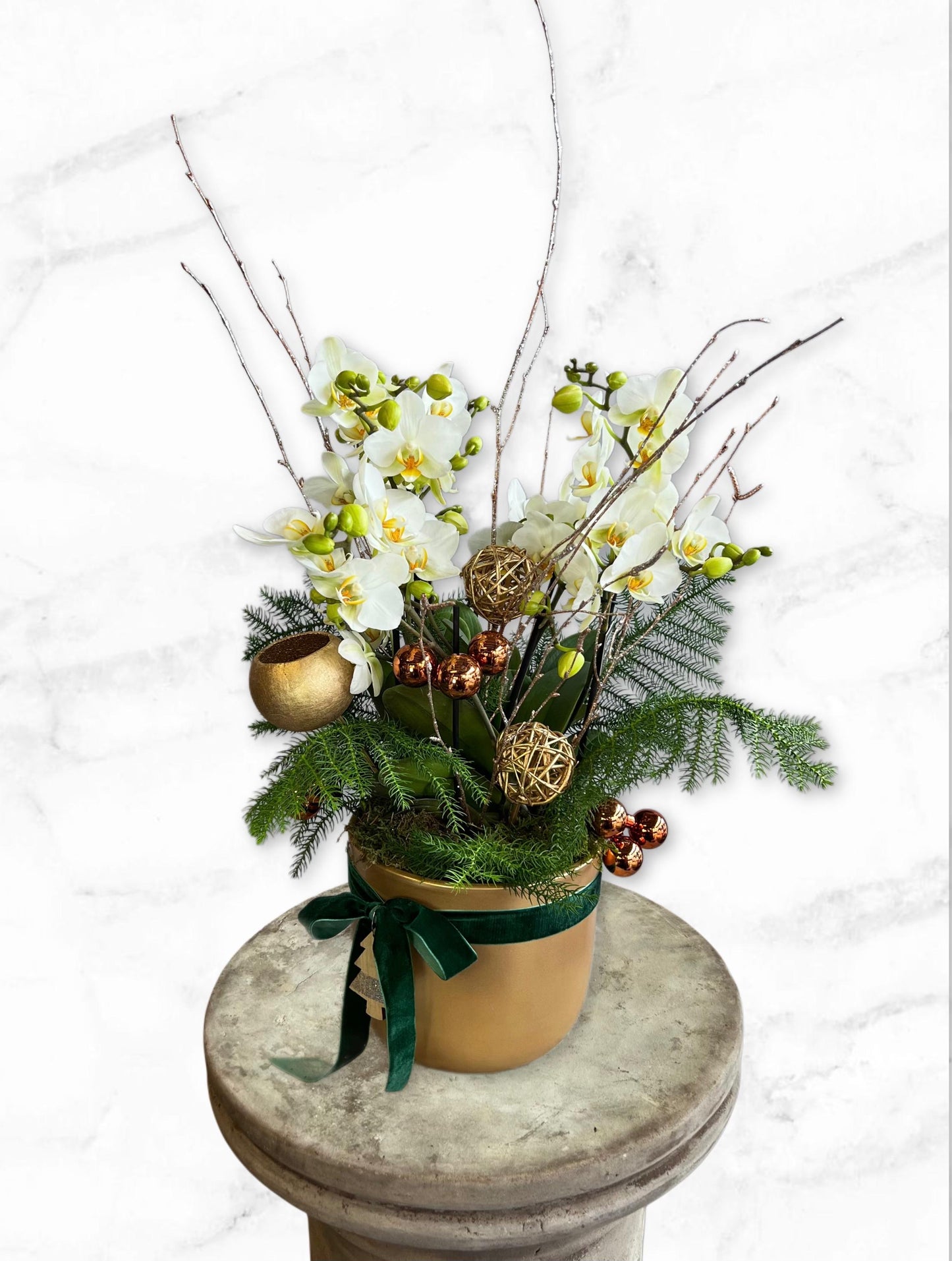 Snowflake Whisper Orchid