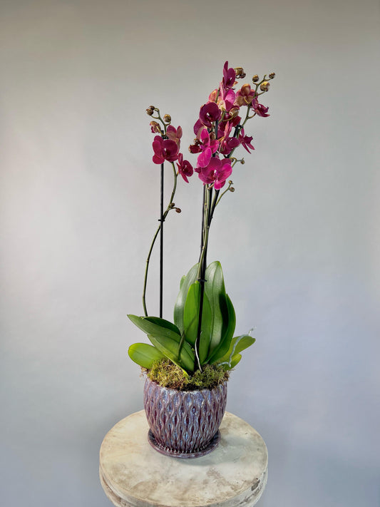 Prudence Orchid