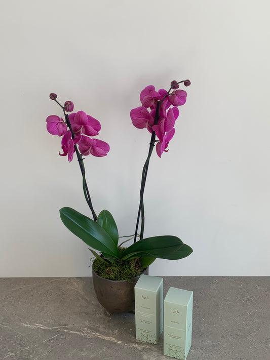 Priscilla Orchid Giftset