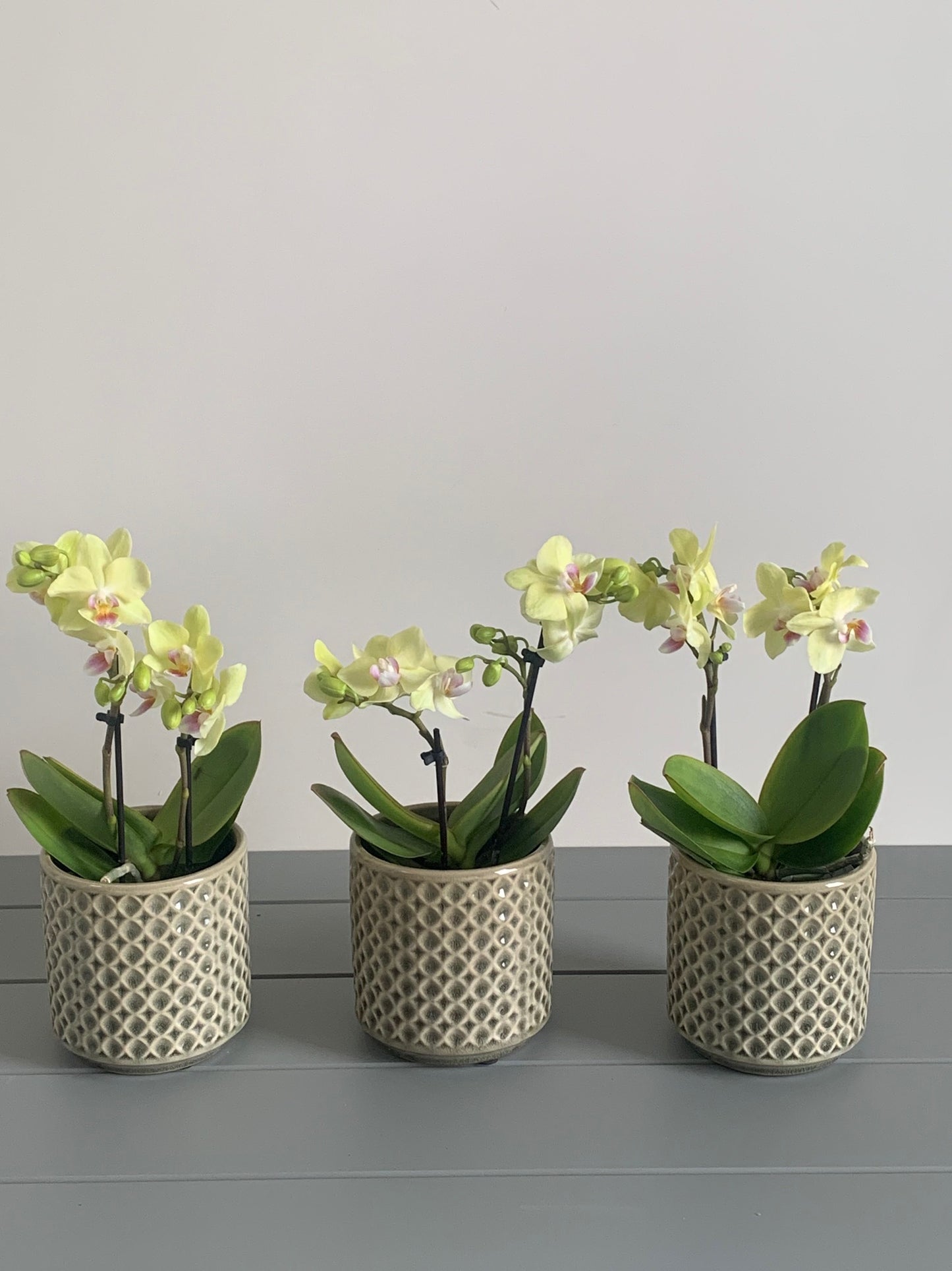 Island Paradise Orchid Trio