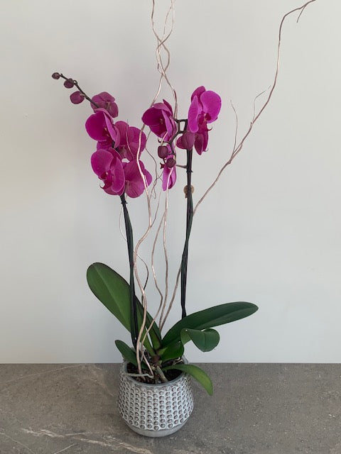 Cassandra Pink Orchid