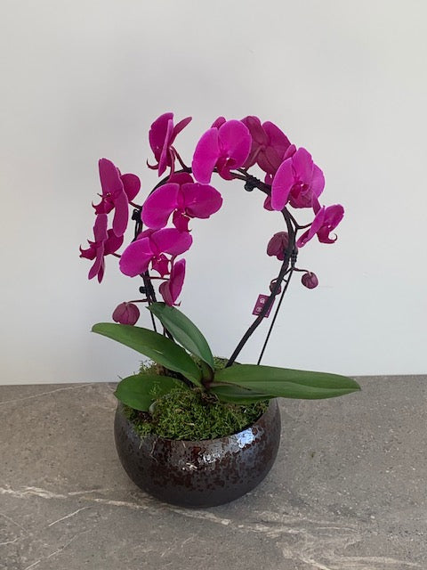 Lola Pink Orchid