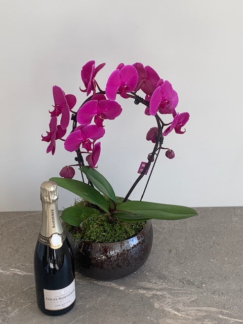 Lola Pink Orchid & Louis Roederer Champagne