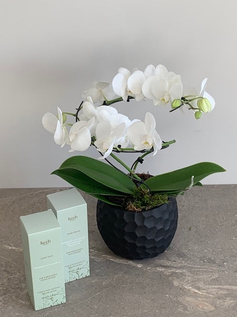 Agatha White Orchid with Herb Dublin Giftset