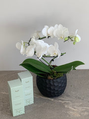 Agatha White Orchid with Herb Dublin Giftset