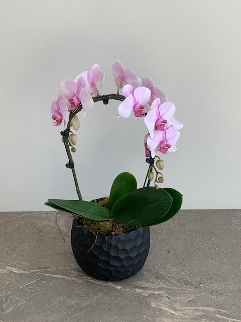 Zahra Orchid