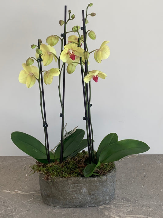 Dalila Orchid