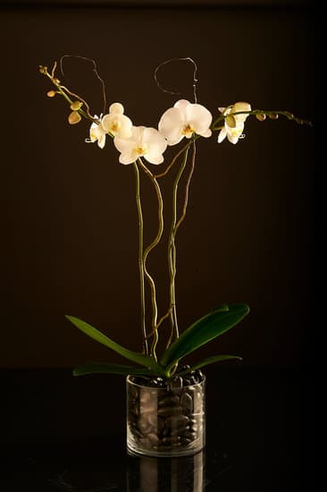 Orchid Serenity Collection - Radiance