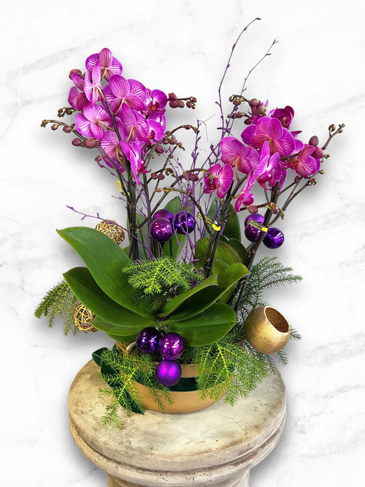 Purple Noel Orchid