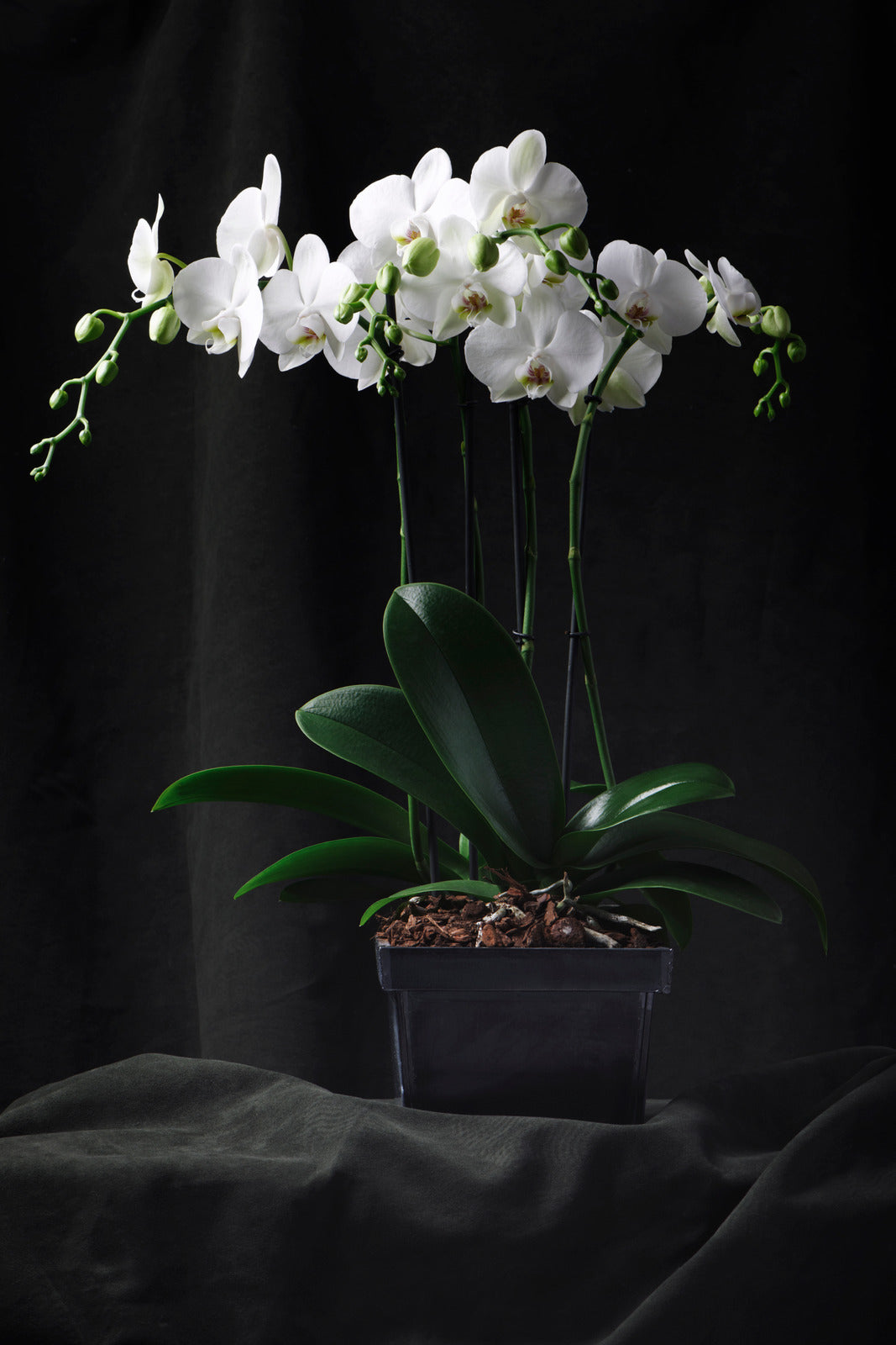 Orchid Serenity Collection - White Diamond