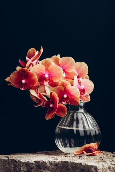 Orchid Serenity Collection - Bud Vases