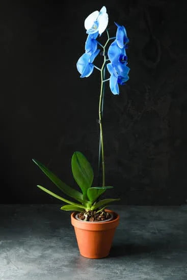 Orchid Serenity Collection - Blue Moon